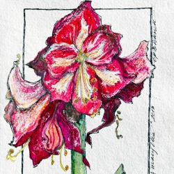 Fading Amaryllis, 2013 (Copyright Treld Pelkey Bicknell)