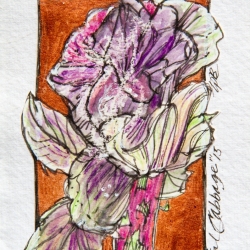 Ornamental Cabbage, 2015 (Copyright Treld Pelkey Bicknell)