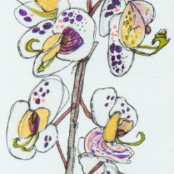 Phalaenopsis Orchid, 2016 (Copyright Treld Pelkey Bicknell)