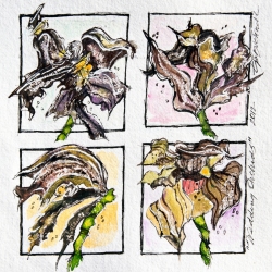 Wedding Orchids, 2013 (Copyright Treld Pelkey Bicknell)
