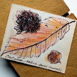 Sweet-Chestnut-2006_TRELD-PELKEY-BICKNELL