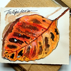 Tulipiferar-2006_TRELD-PELKEY-BICKNELL